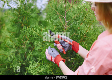 La productrice en prenant soin de thuja dans le jardin Banque D'Images