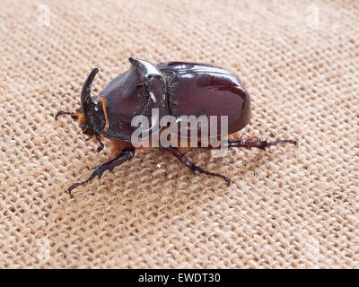 Grand coléoptère velu. Du scarabée rhinocéros européen. Oryctes nasicornis. Banque D'Images