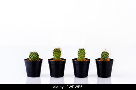 Divers cactus en pots isolé sur fond blanc Banque D'Images
