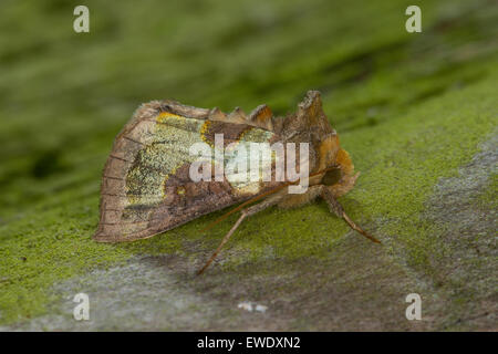 Laiton Bruni, Messingeule Messing-Eule Diachrysia chrysitis,,, Plusia chrysitis Phytometra chrysitis Eulenfalter,,, famille des Banque D'Images