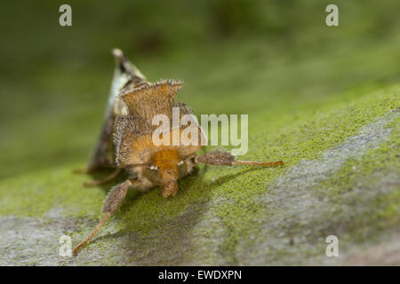 Laiton Bruni, Messingeule Messing-Eule Diachrysia chrysitis,,, Plusia chrysitis Phytometra chrysitis Eulenfalter,,, famille des Banque D'Images