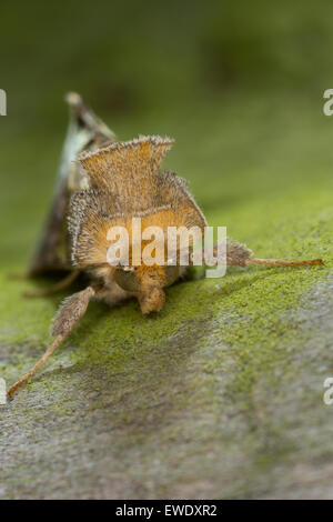 Laiton Bruni, Messingeule Messing-Eule Diachrysia chrysitis,,, Plusia chrysitis Phytometra chrysitis Eulenfalter,,, famille des Banque D'Images