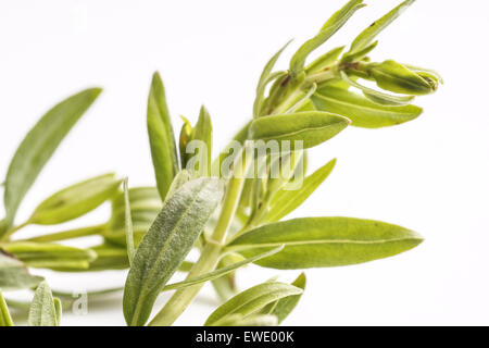 L'hysope feuille herbe utilisée pour la cuisson, la médecine alternative et de l'aromathérapie. Grand ingrédients dans la nouvelle cuisine nordique Banque D'Images