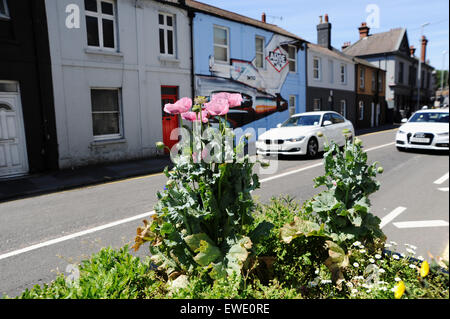 Brighton, UK. 24 Juin, 2015. La controverse l'apaisement de la circulation routière viaduc en pots Brighton sont maintenant éclater de vie avec fleurs sauvages y compris les fleurs coquelicots entrée en quatre jardinières a causé des remous quand ils ont été introduits par le conseil municipal en février et ont été qualifiés de dangereux par les conducteurs et les résidents locaux Banque D'Images