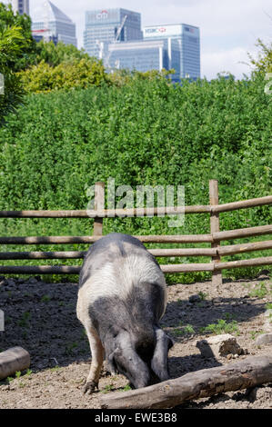 Wessex Saddleback Pig au Mudchute Park and Farm, Londres Angleterre Royaume-Uni Banque D'Images