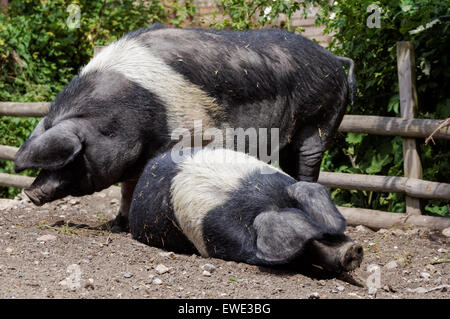 Wessex Saddleback cochons au Mudchute Park and Farm, Londres Angleterre Royaume-Uni Banque D'Images