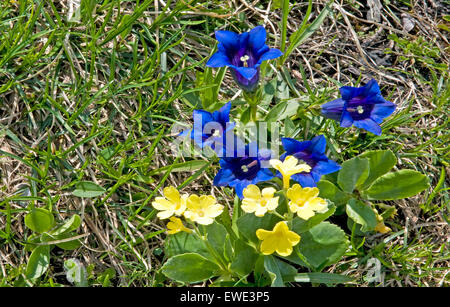 La flore de l'Oberland Bernois, Suisse. La gentiane de Clusius et l'oreille d'Ours Banque D'Images