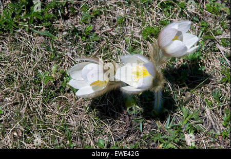 La flore de l'Oberland Bernois, Suisse. Anémone pulsatille du printemps Banque D'Images