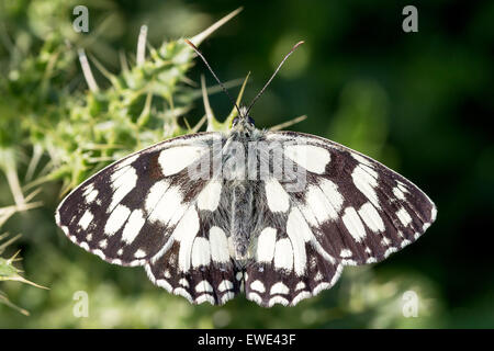 Un papillon blanc marbré (Melanargia galathea) baigne dans le soleil sur Collard Hill dans le Somerset. Banque D'Images