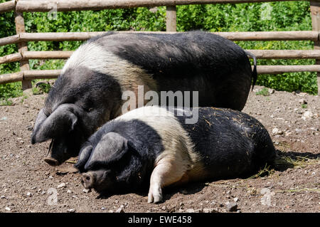 Cochons de la ferme Wessex Saddleback Banque D'Images