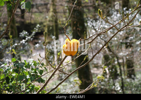 Une scène de printemps d'un jouet que Poussin a été placée dans les branches d'un arbuste dans un bois qui est baigné de soleil Banque D'Images