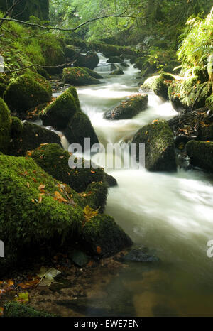 L'eau qui coule à travers un rocky creek dans une dense forêt verte. Banque D'Images