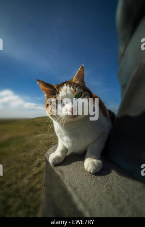 Cat on statue à la campagne par Oddakirkja Église, Islande Banque D'Images