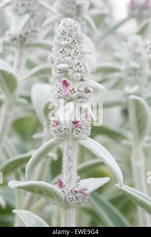 Stachys byzantina 'Silver Carpet'. Oreille d'Agneaux 'Silver Carpet' en fleurs Banque D'Images