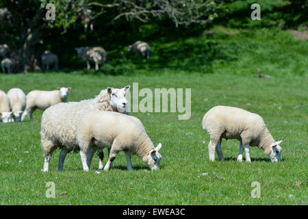 Moutons en pâturage avec loegel jet dont les agneaux à pied. , Cumbria (Royaume-Uni). Banque D'Images