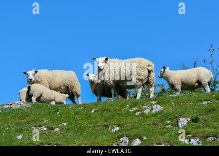 Moutons en pâturage avec loegel jet dont les agneaux à pied. , Cumbria (Royaume-Uni). Banque D'Images