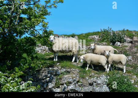 Moutons en pâturage avec loegel jet dont les agneaux à pied. , Cumbria (Royaume-Uni). Banque D'Images