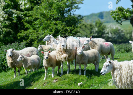 Moutons en pâturage avec loegel jet dont les agneaux à pied. , Cumbria (Royaume-Uni). Banque D'Images