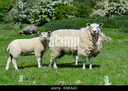 Moutons en pâturage avec loegel jet dont les agneaux à pied. , Cumbria (Royaume-Uni). Banque D'Images