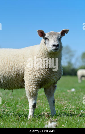 Moutons en pâturage avec loegel jet dont les agneaux à pied. , Cumbria (Royaume-Uni). Banque D'Images