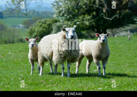 Moutons en pâturage avec loegel jet dont les agneaux à pied. , Cumbria (Royaume-Uni). Banque D'Images