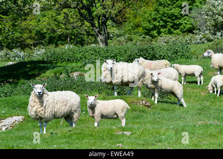 Moutons en pâturage avec loegel jet dont les agneaux à pied. , Cumbria (Royaume-Uni). Banque D'Images