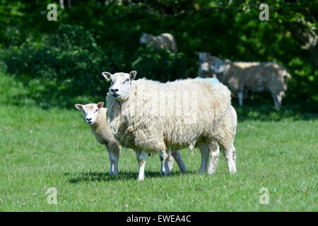 Moutons en pâturage avec loegel jet dont les agneaux à pied. , Cumbria (Royaume-Uni). Banque D'Images