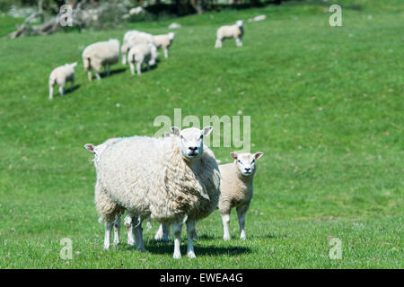 Moutons en pâturage avec loegel jet dont les agneaux à pied. , Cumbria (Royaume-Uni). Banque D'Images