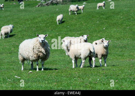 Moutons en pâturage avec loegel jet dont les agneaux à pied. , Cumbria (Royaume-Uni). Banque D'Images