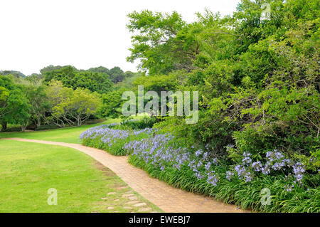 Agapanthus fleurs le long d'un sentier dans la Kirstenbosch National Botanical Gardens à Cape Town Banque D'Images