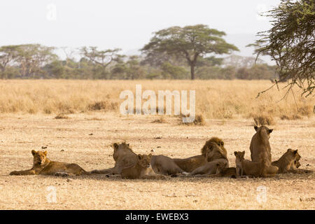 Troupe de lions (Panthera leo) reposant à l'ombre d'un acacia dans le Serengeti en Tanzanie Banque D'Images