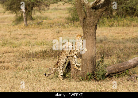 Deux jeunes oursons Guépard (Acinonyx jubatus) jouer ensemble sur un vieil arbre dans le Serengeti en Tanzanie Banque D'Images