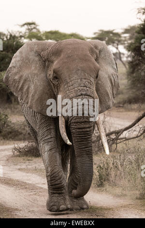 Un éléphant (Loxodonta africana) promenades à travers la forêt dans le Serengeti en Tanzanie