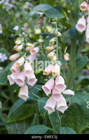 Digitalis purpurea. Les pointes de la digitale rose abricot dans un jardin anglais. Banque D'Images