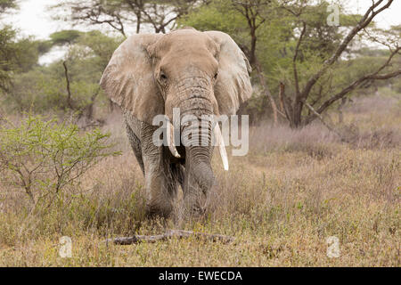 Un éléphant (Loxodonta africana) promenades à travers la forêt dans le Serengeti en Tanzanie