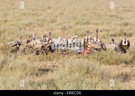 Un troupeau de Ruppell's vautours lutte sur une carcasse de l'animal dans le Serengeti en Tanzanie Banque D'Images