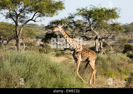 Les Masais Girafe (Giraffa camelopardalis) marche à travers la forêt dans le Serengeti Tanani Banque D'Images