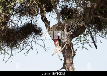 Un Léopard (Panthera pardus) avec de jeunes gnous proie dans un arbre Tanzanie Serengeti Banque D'Images