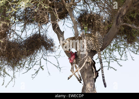 Un Léopard (Panthera pardus) avec de jeunes gnous proie dans un arbre Tanzanie Serengeti Banque D'Images