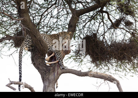 Un Léopard (Panthera pardus) avec de jeunes gnous proie dans un arbre Tanzanie Serengeti Banque D'Images