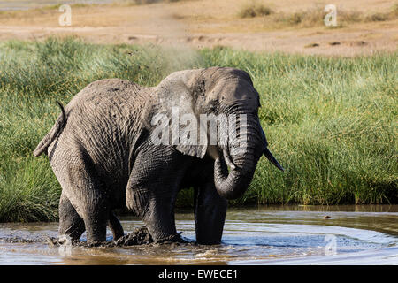 Elephant (Loxodonta africana) baignade dans un trou potable en Tanzanie Ndutu Banque D'Images