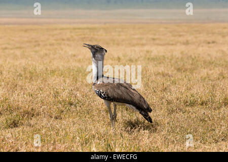 Une outarde Kori (Ardeotis kori), le plus grand oiseau en vol, dans le cratère Ngorogoro Tanzanie Banque D'Images