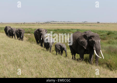 Les éléphants (Loxodonta africana) sur le march Banque D'Images