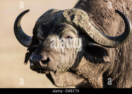 Portrait d'un buffle (Syncerus caffer) cratère du Ngorongoro en Tanzanie Banque D'Images