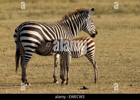 Nourrir un poulain zèbre (Equus quagga) dans le cratère du Ngorongoro en Tanzanie Banque D'Images