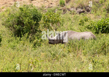 Un rhinocéros noir (Diceros bicornis) dans le cratère Ngorogoro Tanzanie Banque D'Images