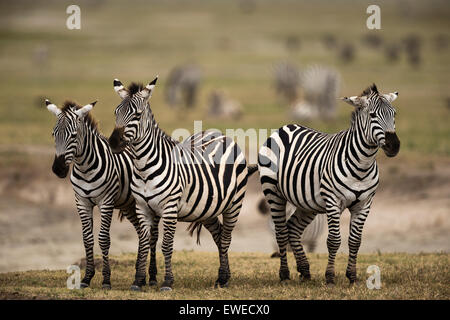 Zèbres (Equus quagga) dans le cratère du Ngorongoro en Tanzanie Banque D'Images