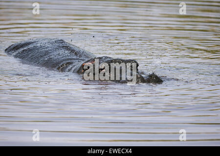 Hippopotame (Hippopotamus amphibius) baignade dans une piscine ; Tanzanie Serengeti Banque D'Images