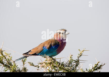 Lilac-breasted roller (Coracias caudatus) perchées dans un arbre Banque D'Images