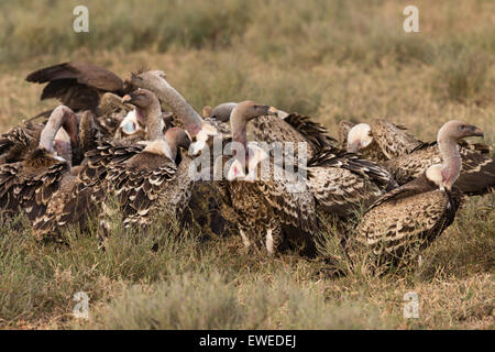 Un troupeau de Ruppell's vautours lutte sur une carcasse de l'animal dans le Serengeti en Tanzanie Banque D'Images